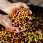 coffee fruit