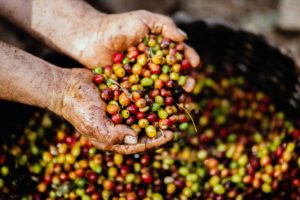 coffee fruit